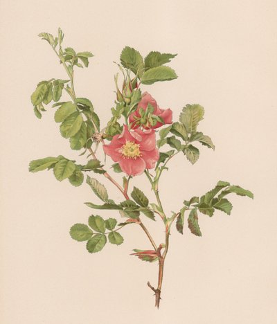 English Rose by English School